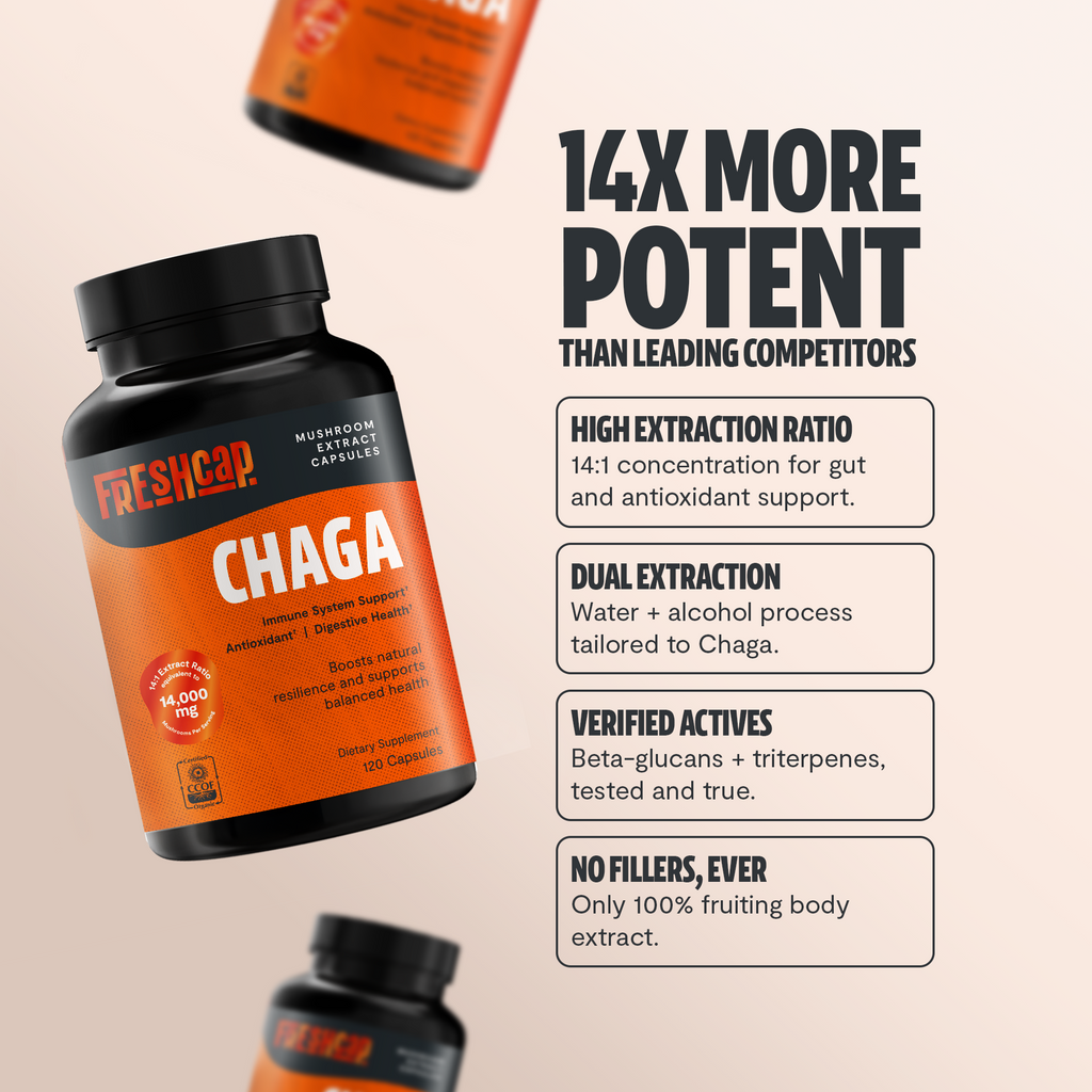Chaga Mushroom Capsules – Dietary Supplement